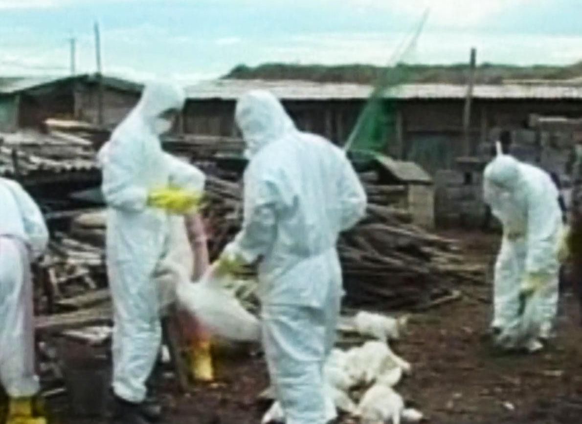 В Британии зафиксировали вспышку птичьего гриппа В Британии зафиксировали вспышку птичьего гриппа