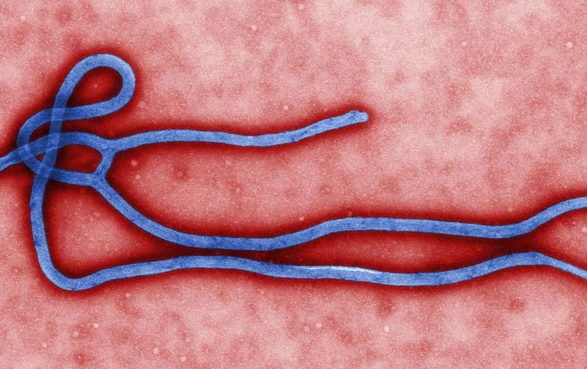 В ЄС стурбовані поширенням Еболи