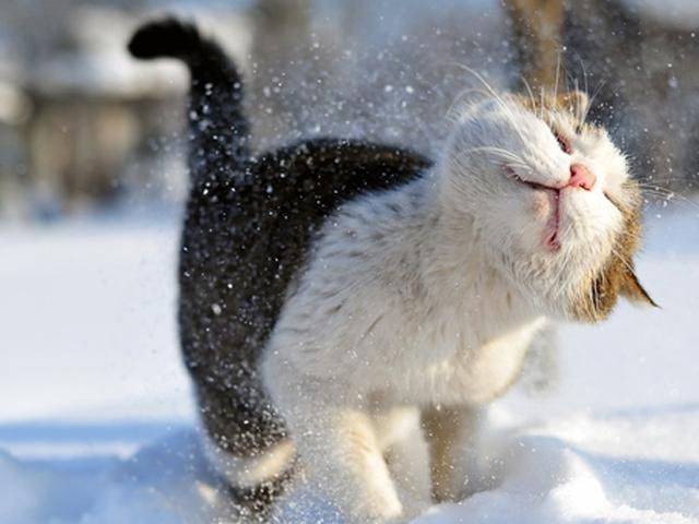 19 листопада в Україні очікується дощ із мокрим снігом 19 листопада в Україні очікується дощ із мокрим снігом