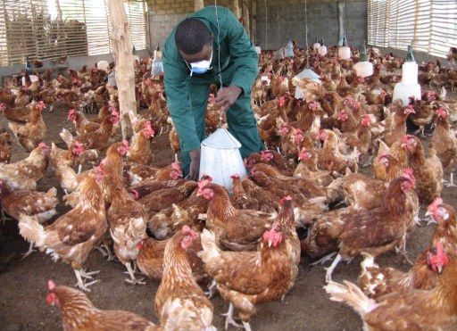 В Украине запретили импорт птицы из Великобритании, Нидерландов и Германии В Украине запретили импорт птицы из Великобритании, Нидерландов и Германии