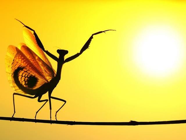 Претенденты на фото года от National Geographic (Часть 1) Претенденты на фото года от National Geographic (Часть 1)