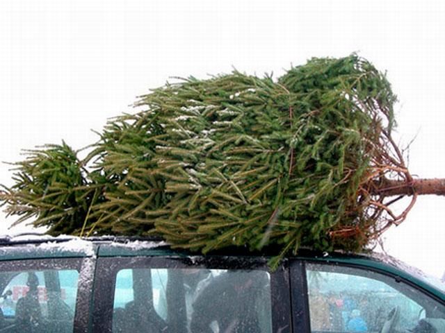 В Украине выросли штрафы за срубленные елки В Украине выросли штрафы за срубленные елки