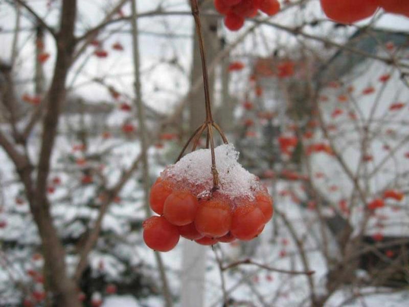 28 ноября в Украине будет царить классическая зимняя погода