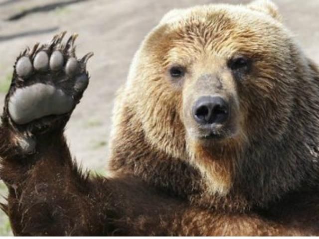 До Чорнобиля повернулися ведмеді після столітньої перерви (Фото)