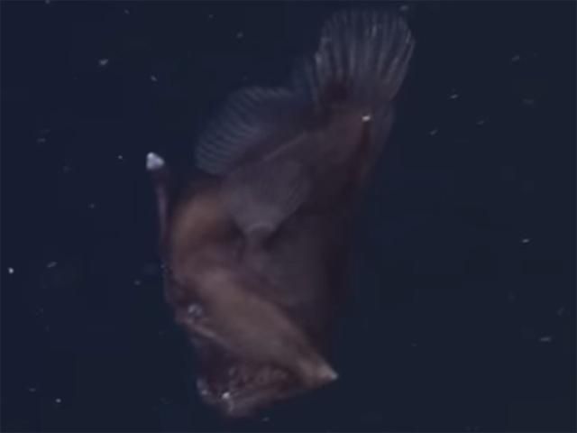 Вчені уперше зафіксували глибоководного монстра в його природному середовищі (Відео)