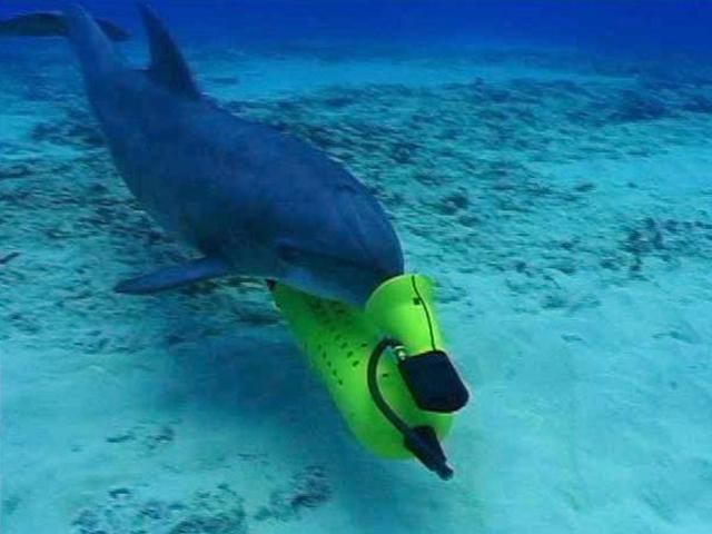 РФ використовує дельфінів з Севастопольського океанаріуму у бойових цілях