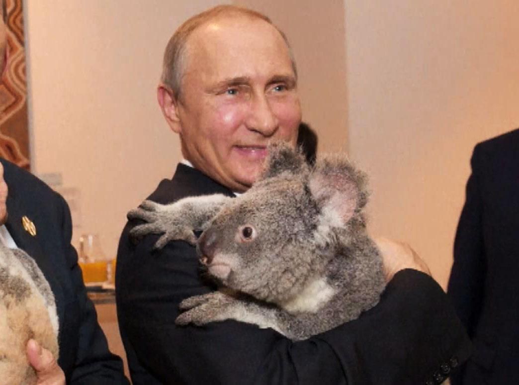 Фотосессия Путина с коалой стоила австралийцам более 20 тысяч долларов Фотосессия Путина с коалой стоила австралийцам более 20 тысяч долларов