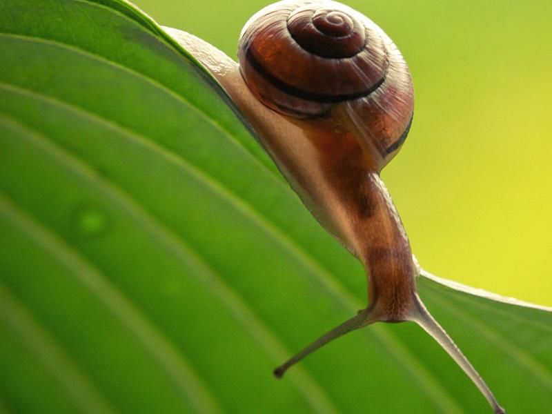 Равлики вбивають більше людей, ніж усі хижаки, разом узяті (Інфографіка) Равлики вбивають більше людей, ніж усі хижаки, разом узяті (Інфографіка)