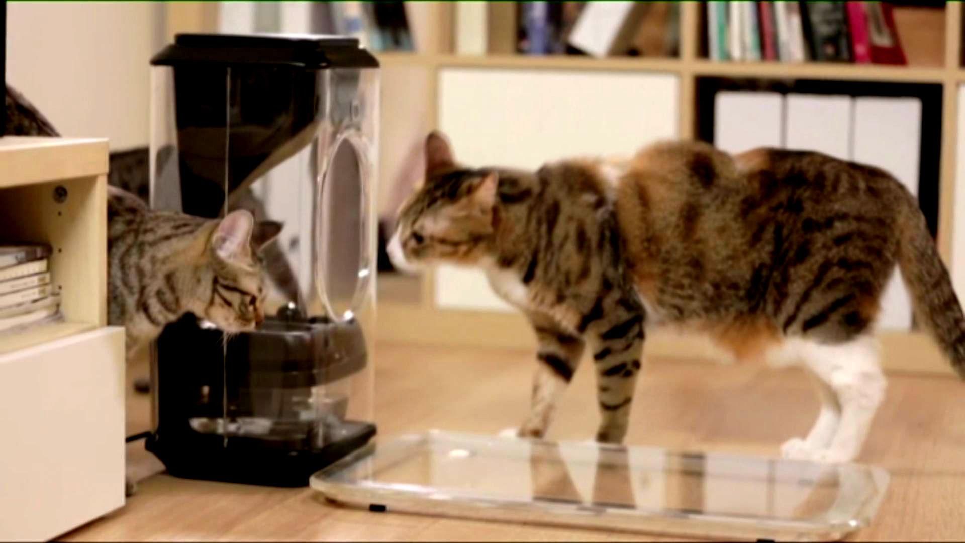 У Тайвані представили бістро для котів У Тайвані представили бістро для котів