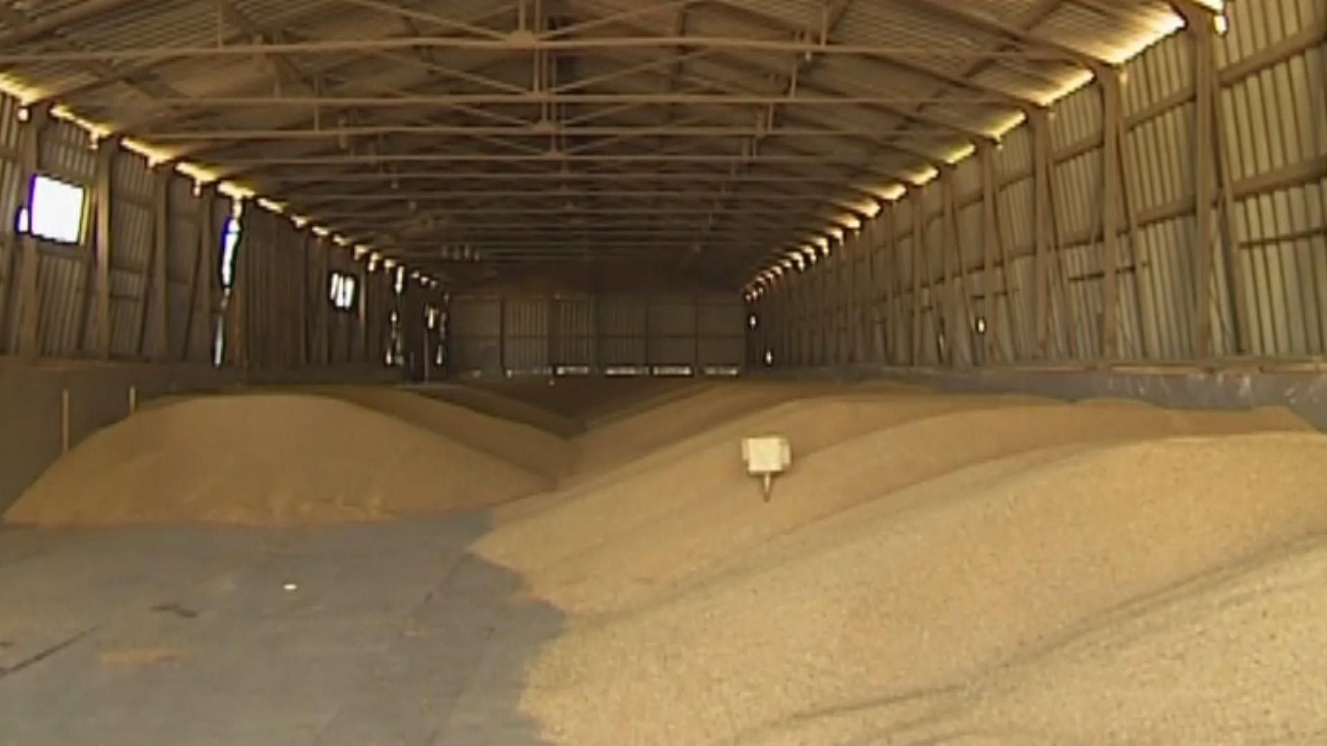 Украинские аграрии способны выращивать почти 100 млн тонн зерновых