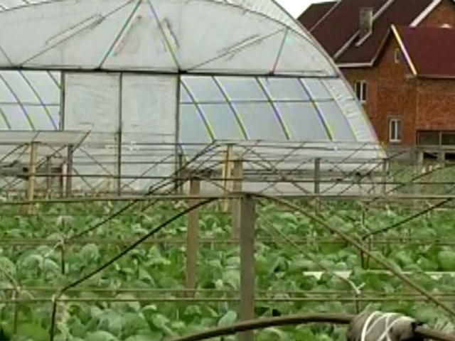 Агроновости. В Украине может подорожать вдвое капуста Агроновости. В Украине может подорожать вдвое капуста