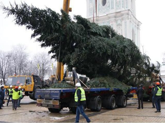 В Киеве установили главную елку (Фото)