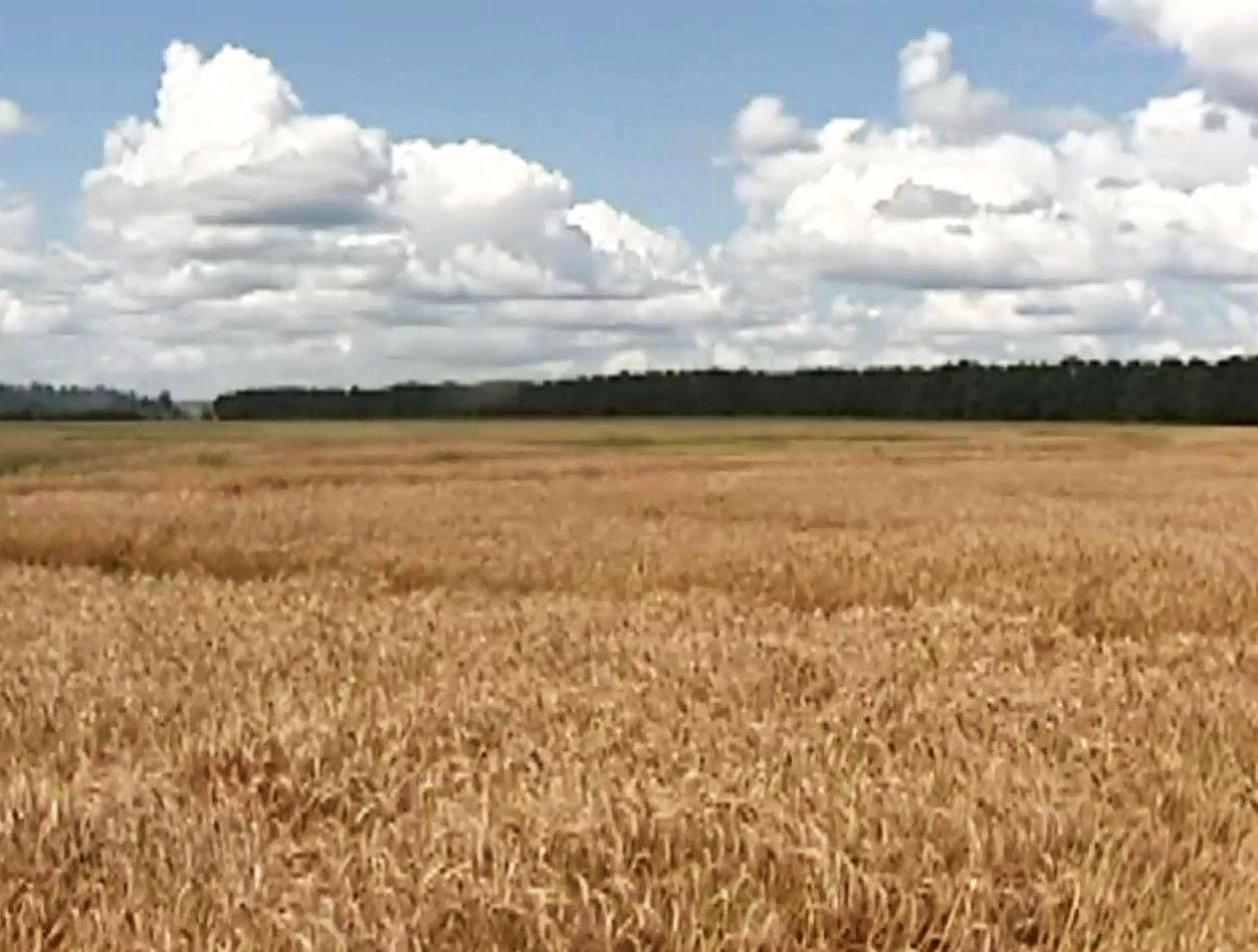 Агроновини. Аграрії вимагають створити сприятливі умови для бізнесу Агроновини. Аграрії вимагають створити сприятливі умови для бізнесу