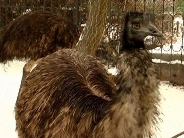 Як волонтери евакуйовували з передової страуса Як волонтери евакуйовували з передової страуса