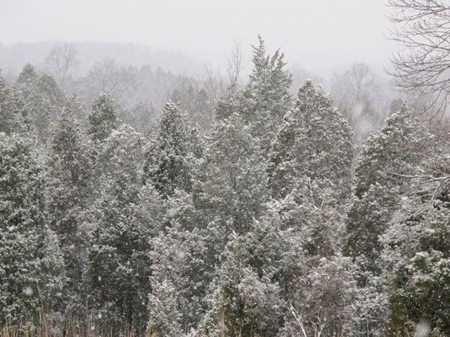 12 грудня в Україні вночі очікується сильний мокрий сніг 12 грудня в Україні вночі очікується сильний мокрий сніг