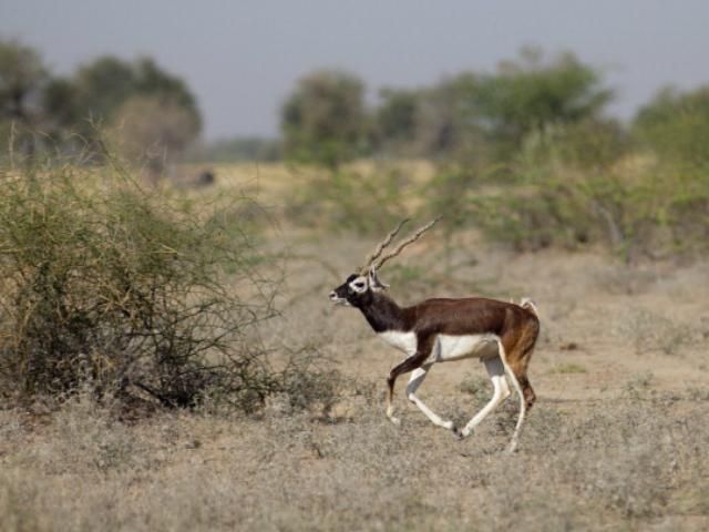Редкая антилопа родилась в Николаевском зоопарке Редкая антилопа родилась в Николаевском зоопарке