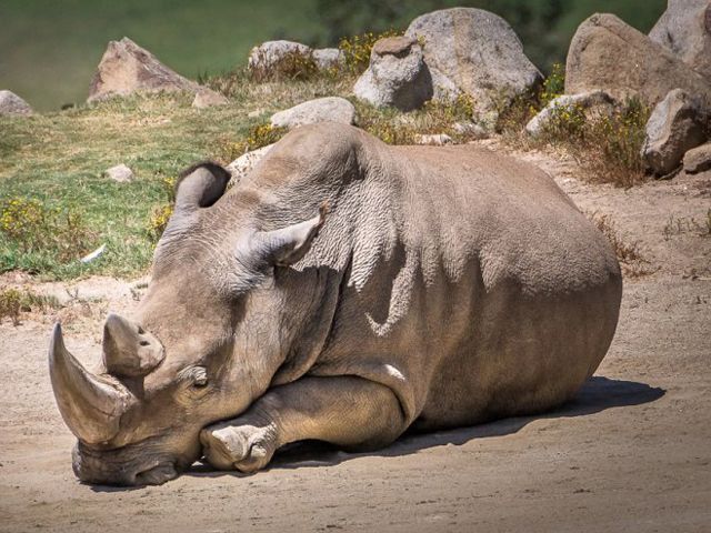 У США помер останній на планеті самець білого носорога