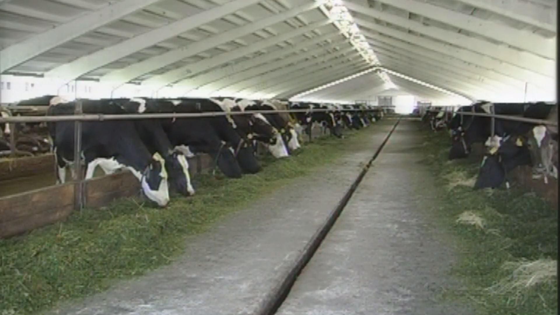 Аграрии страдают от отключений электроэнергии Аграрии страдают от отключений электроэнергии