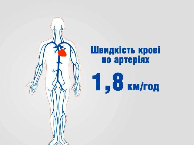 Лінія життя. Від складу крові залежить стан всього організму