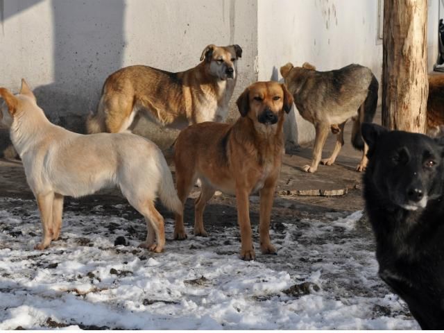 Через голод бездомні собаки все частіше нападають на людей на Луганщині Через голод бездомні собаки все частіше нападають на людей на Луганщині