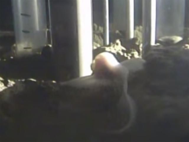 Ученые обнаружили самую глубоководную рыбу на планете Ученые обнаружили самую глубоководную рыбу на планете