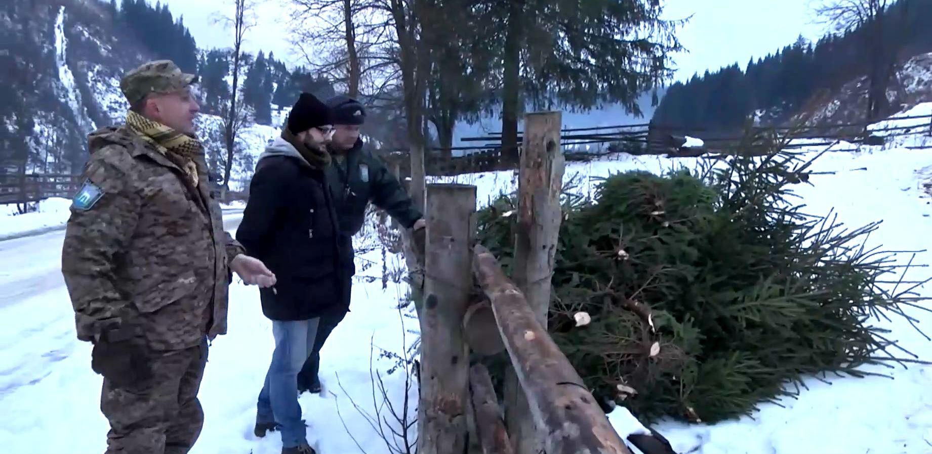 Лісник нелегально вирубував ялинки на продаж Лісник нелегально вирубував ялинки на продаж