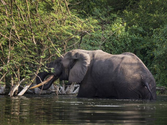 Влада Зімбабве планує почати розпродаж слонів