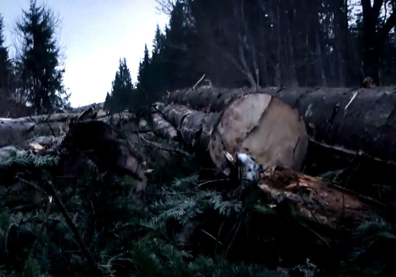 Крупным планом. Бесконтрольное "зеленое золото" Крупным планом. Бесконтрольное "зеленое золото"