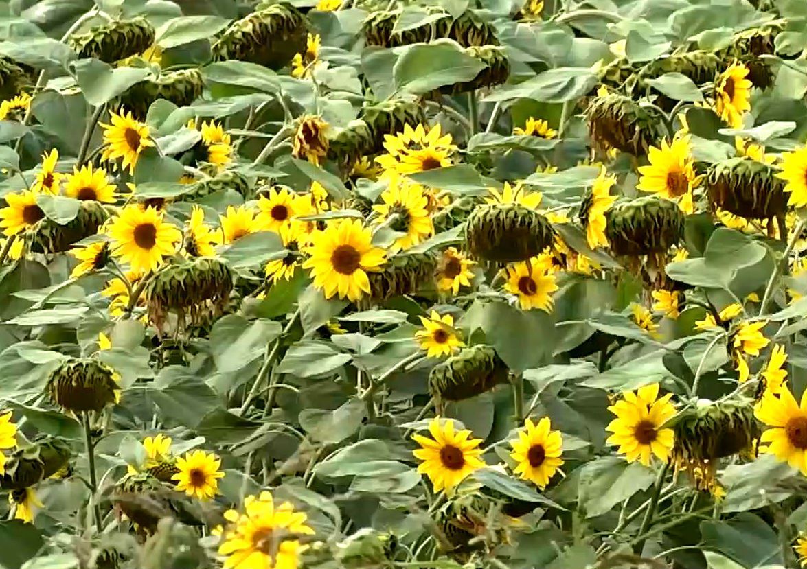 Агроновини. Аграрії втратили на соняшнику майже 2,5 млрд грн Агроновини. Аграрії втратили на соняшнику майже 2,5 млрд грн