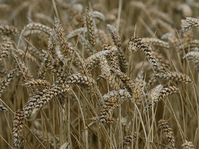 Зернотрейдерам не будут возмещать НДС, — премьер Зернотрейдерам не будут возмещать НДС, — премьер