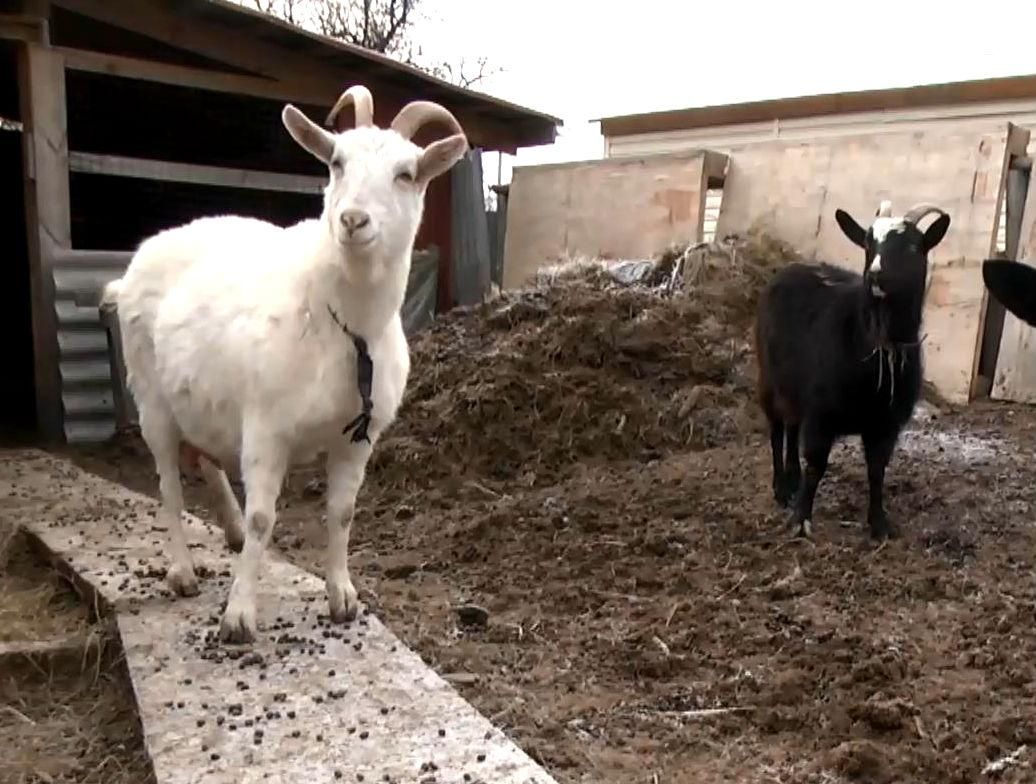 Агроновости. Символика года Козы Агроновости. Символика года Козы