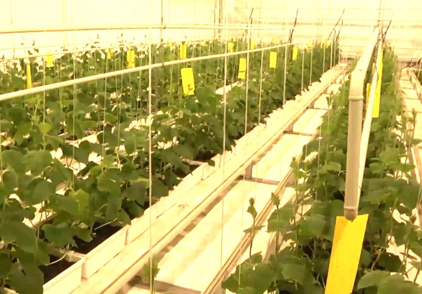 Теплиця в Межигір'ї, яка годує солдат і біженців, опинилася під загрозою Теплиця в Межигір'ї, яка годує солдат і біженців, опинилася під загрозою