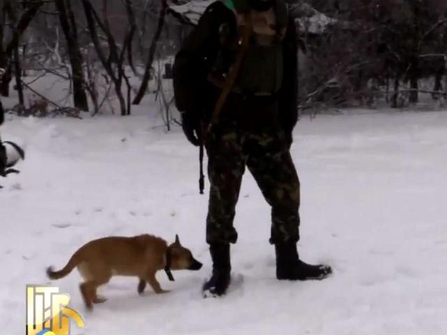 Попасну разом бійцями охороняє чотирилапий друг