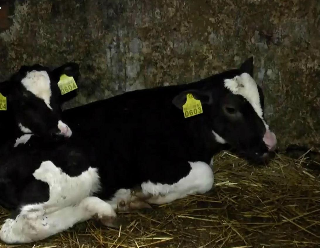 Агроновини. Науковці допомогли фермерам із проблемою відтворення потомства Агроновини. Науковці допомогли фермерам із проблемою відтворення потомства