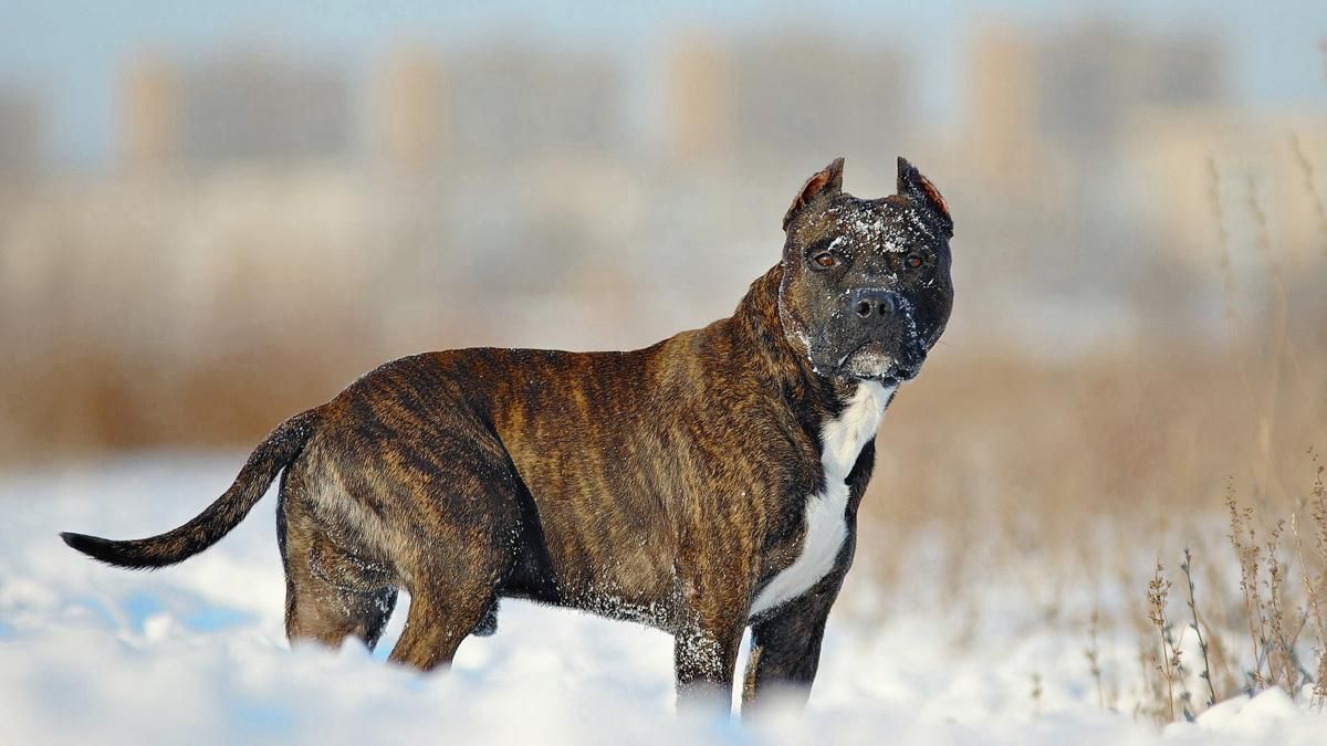 В России питбуль загрыз пожилую женщину В России питбуль загрыз пожилую женщину