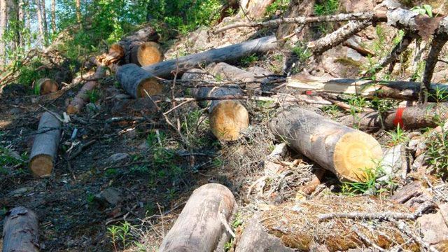 В Киеве уничтожают парк и продают за 800 тысяч долларов,— СМИ В Киеве уничтожают парк и продают за 800 тысяч долларов,— СМИ