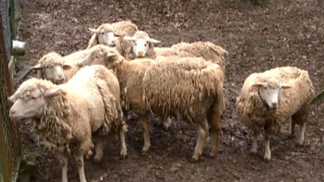 Во Львове спасают животных, которые голодали 4 месяца Во Львове спасают животных, которые голодали 4 месяца