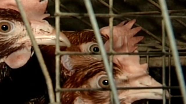 Виробники отримуватимуть компенсацію за будівництво тваринницьких комплексів Виробники отримуватимуть компенсацію за будівництво тваринницьких комплексів