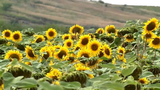 Українські аграрії просять СОТ заблокувати новий закон України