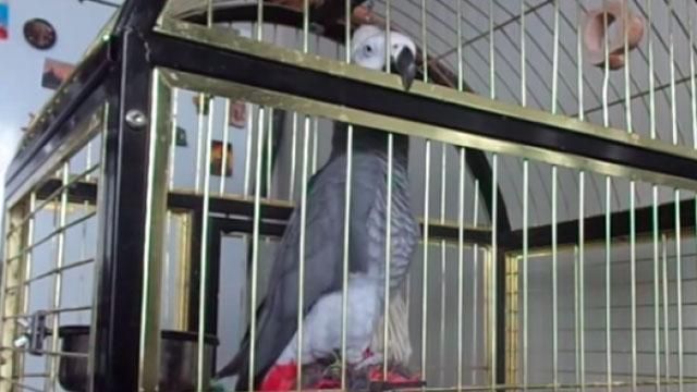 Папугу навчили співати пісню про Путіна Папугу навчили співати пісню про Путіна