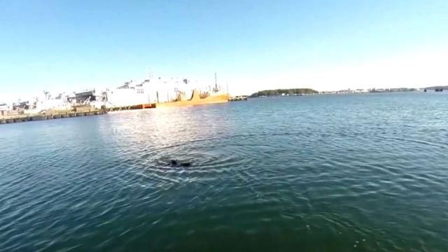 Армия США возьмет на вооружение робота-акулу Армия США возьмет на вооружение робота-акулу