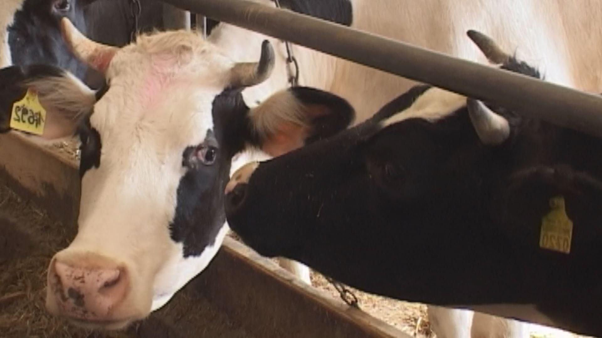 Украинские молочники выйдут на рынки ЕС весной Украинские молочники выйдут на рынки ЕС весной