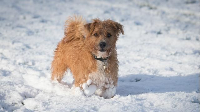 Сьогодні в Україні мокрий сніг Сьогодні в Україні мокрий сніг