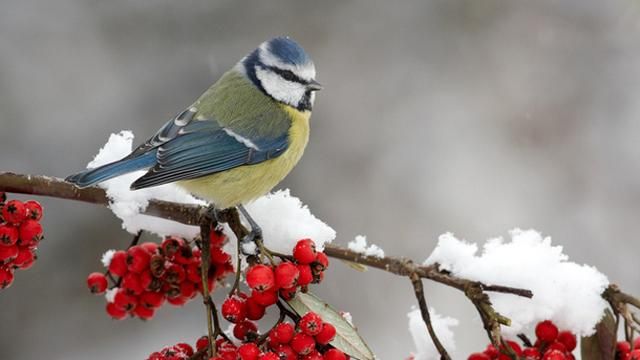В Україну йде похолодання - 28 січня 2015 - Телеканал новин 24 В Україну йде похолодання - 28 січня 2015 - Телеканал новин 24