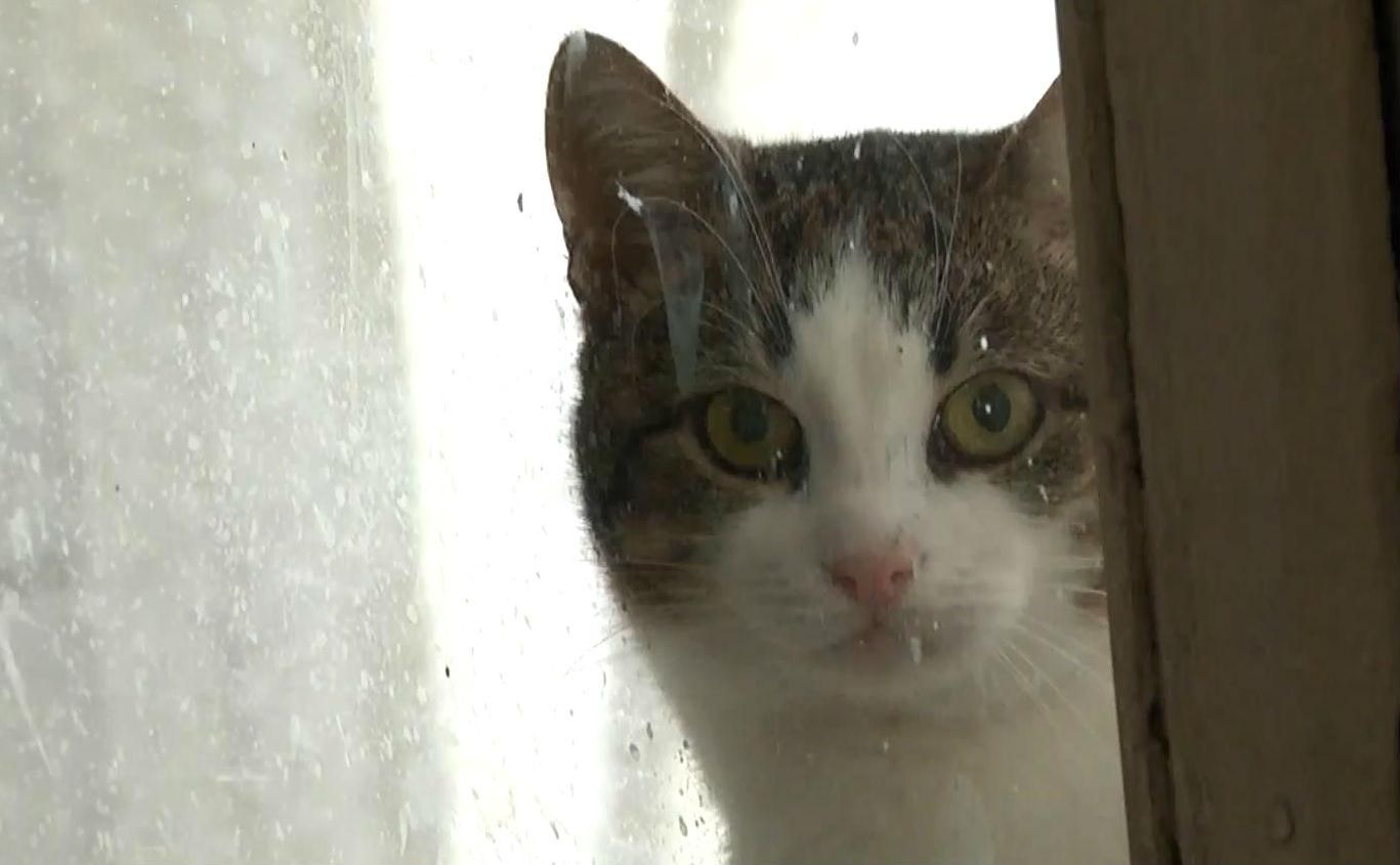 Четвероногие переселенцы Четвероногие переселенцы