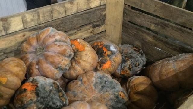 У Маріуполі згноїли 40 тонн овочів для переселенців
