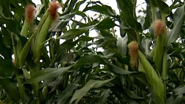Украинские аграрии совершенствуют работу выращивая гибриды кукурузы