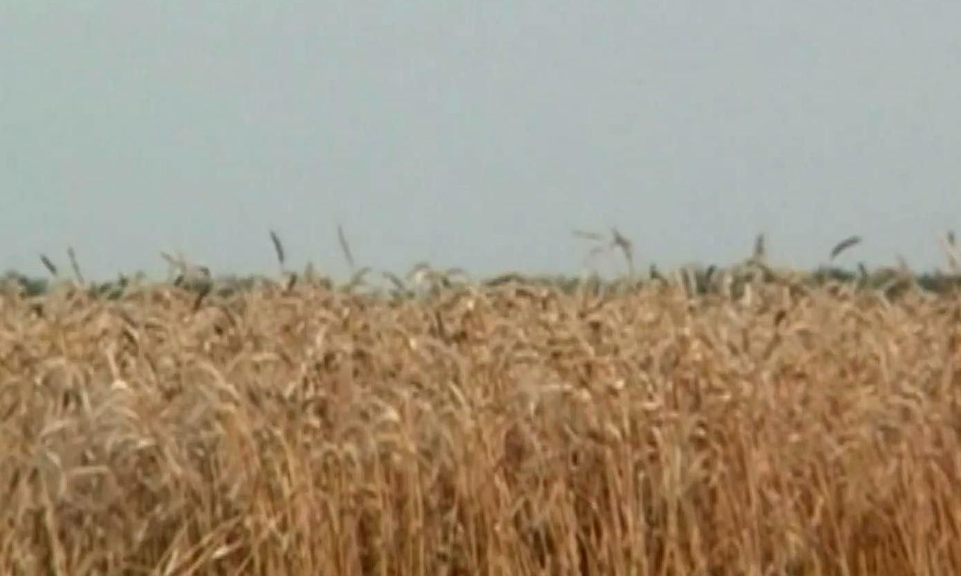 Агроновини. Банки профінансують аграріїв в межах 12 млрд грн Агроновини. Банки профінансують аграріїв в межах 12 млрд грн