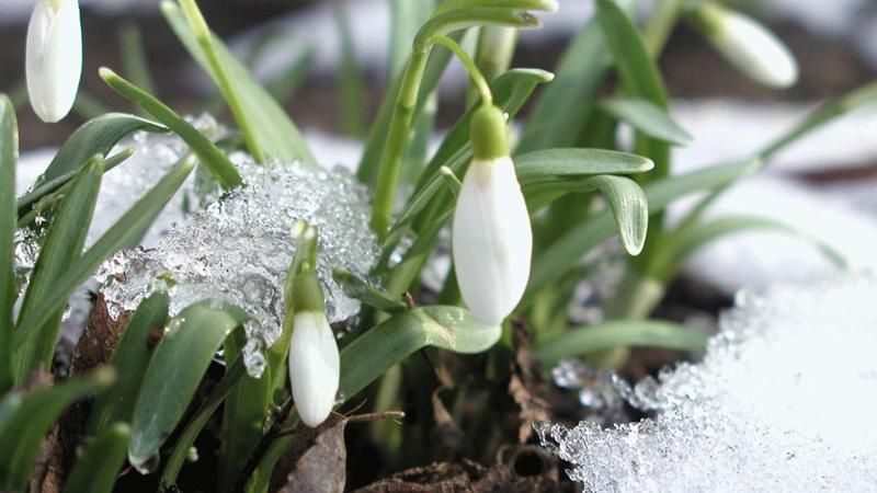 Сьогодні в Україні очікується справжня весна