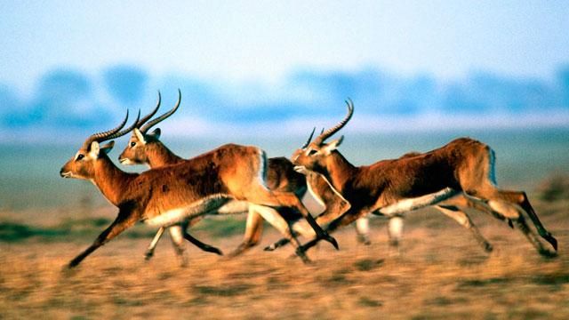 Маріуполем бігають олені Маріуполем бігають олені